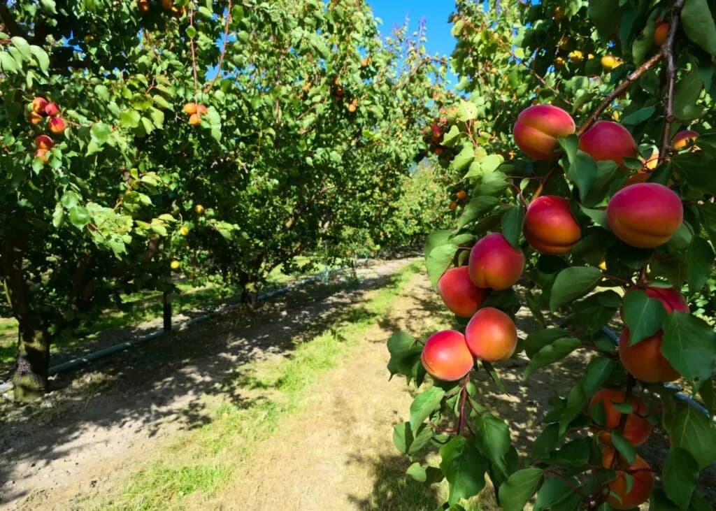 Cómo y cuándo podar árboles de albaricoque