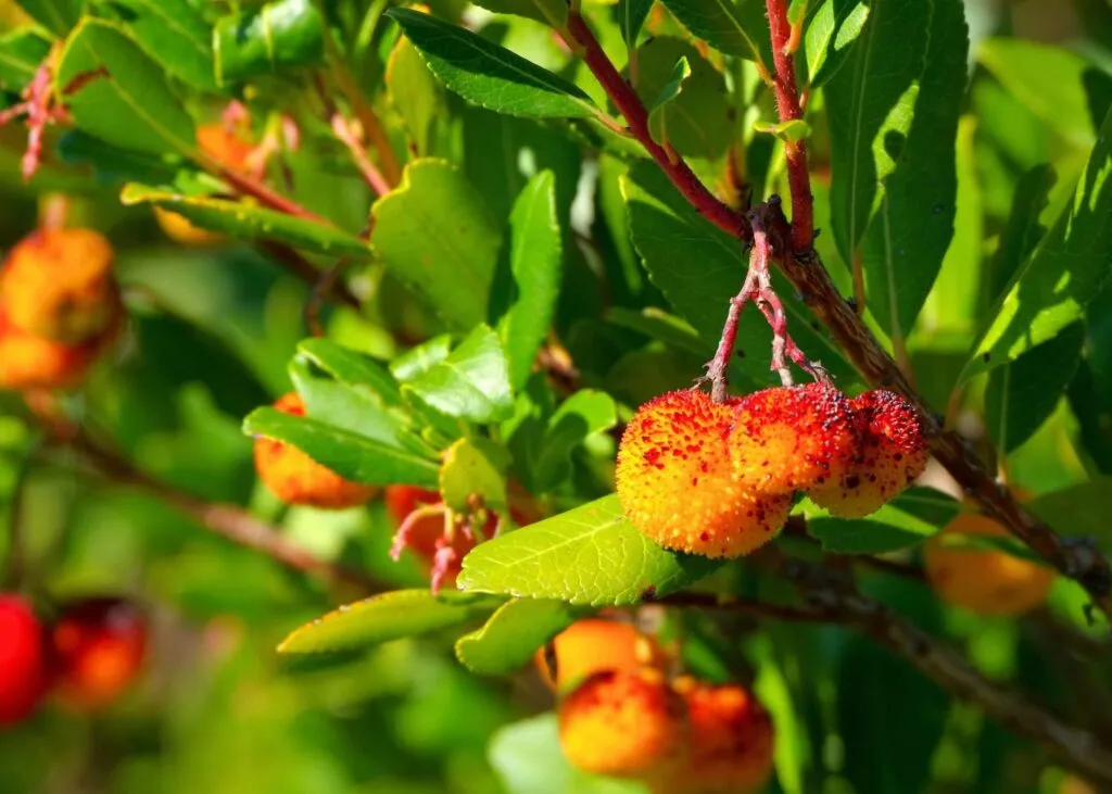 Cómo y cuándo podar el Madroño o Árbol de Fresas