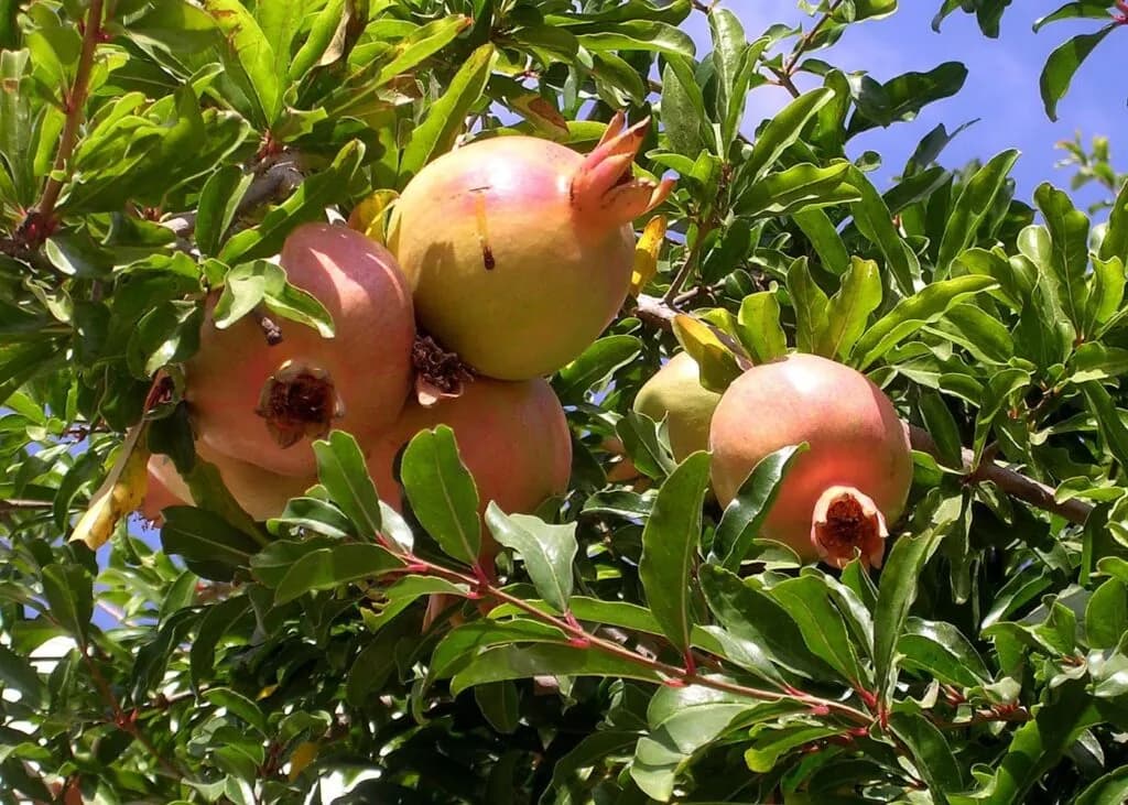 Cómo y cuándo podar granados