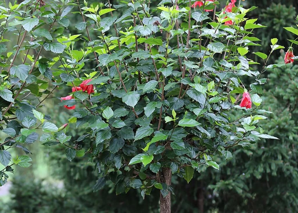 Cómo y cuándo podar el hibisco