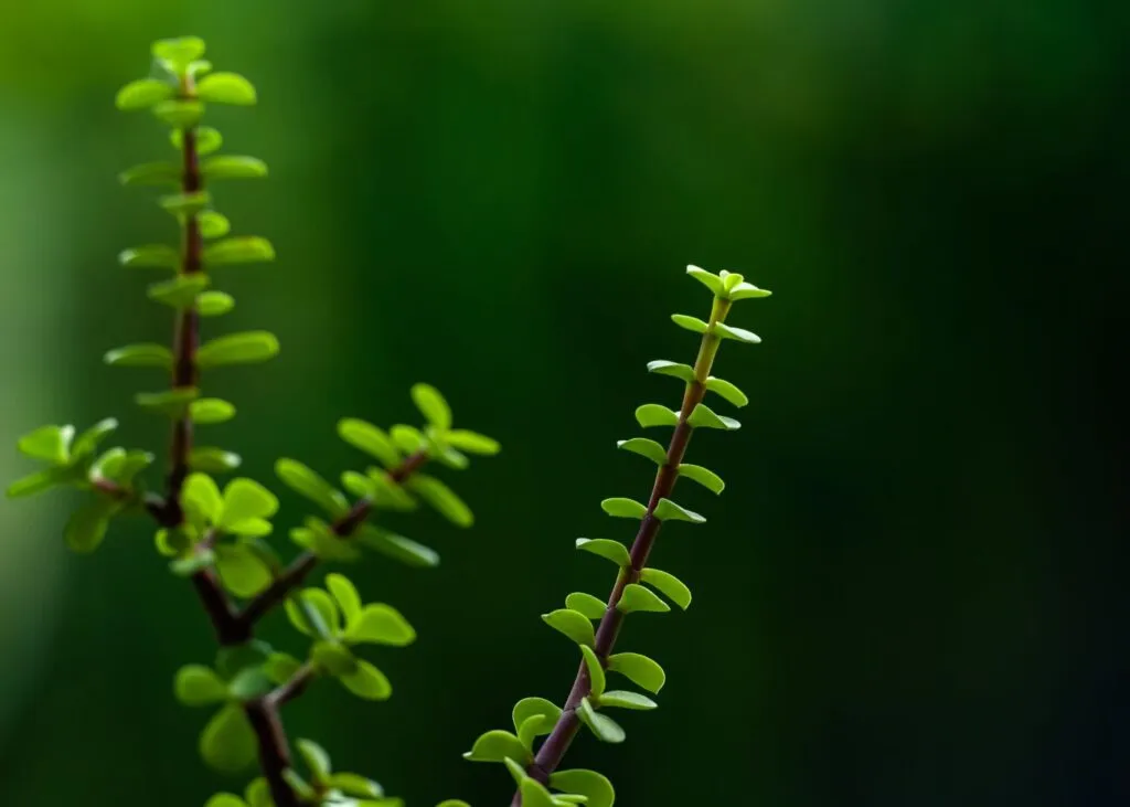 Cómo y cuándo podar la planta o árbol de Jade