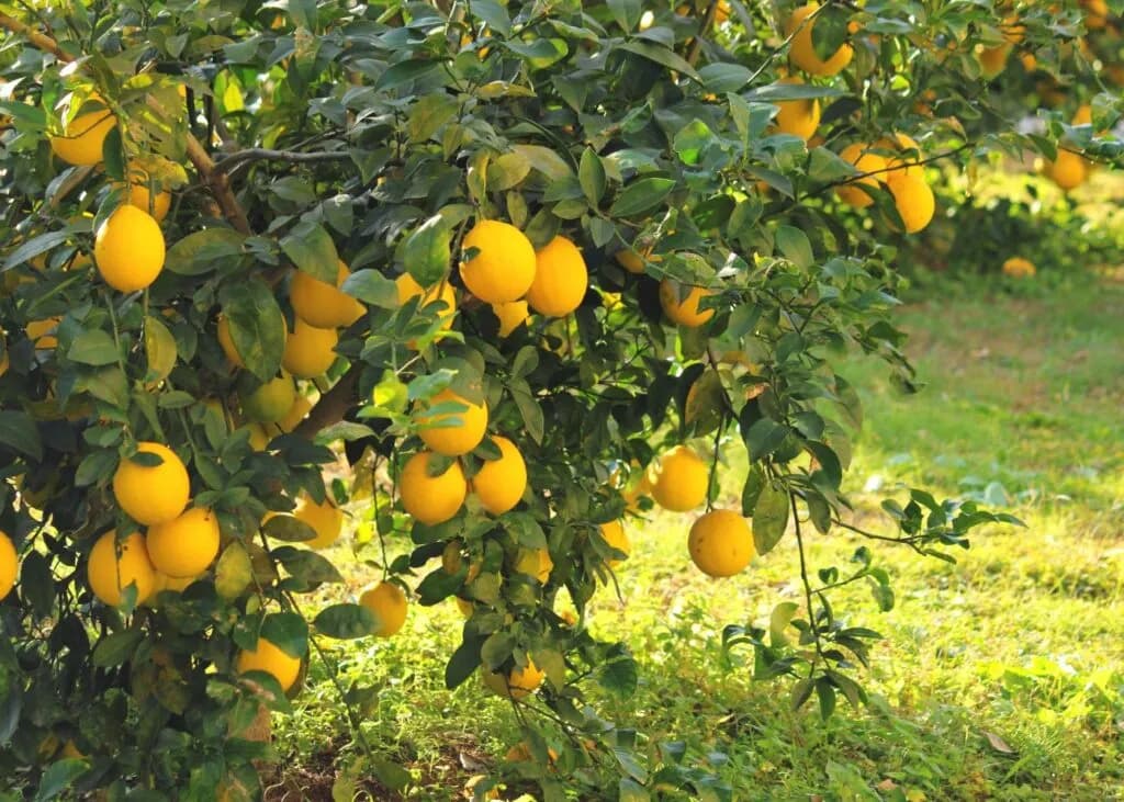 Cómo y cuándo podar limoneros