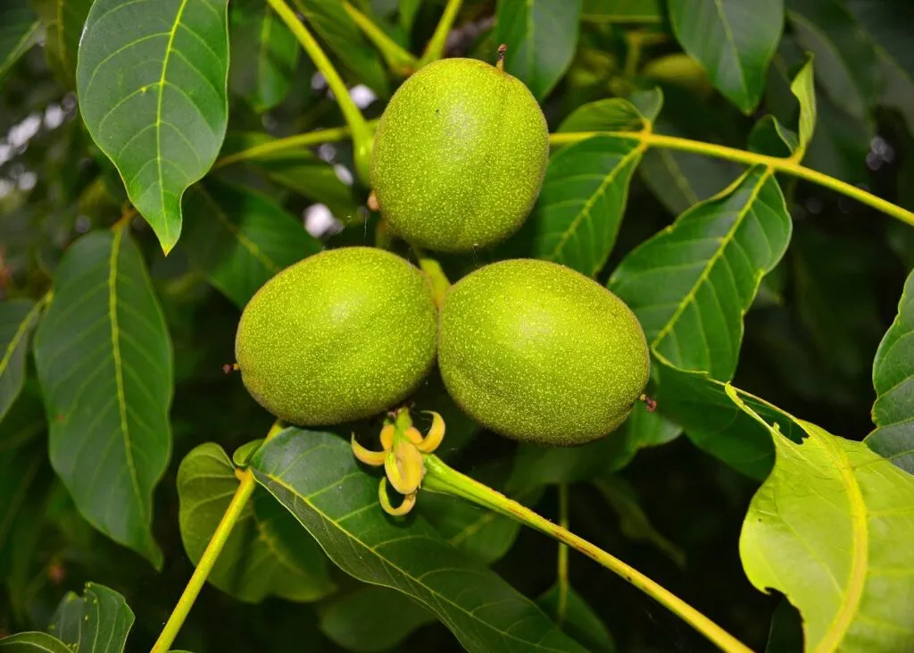 Cómo y cuándo podar nogales