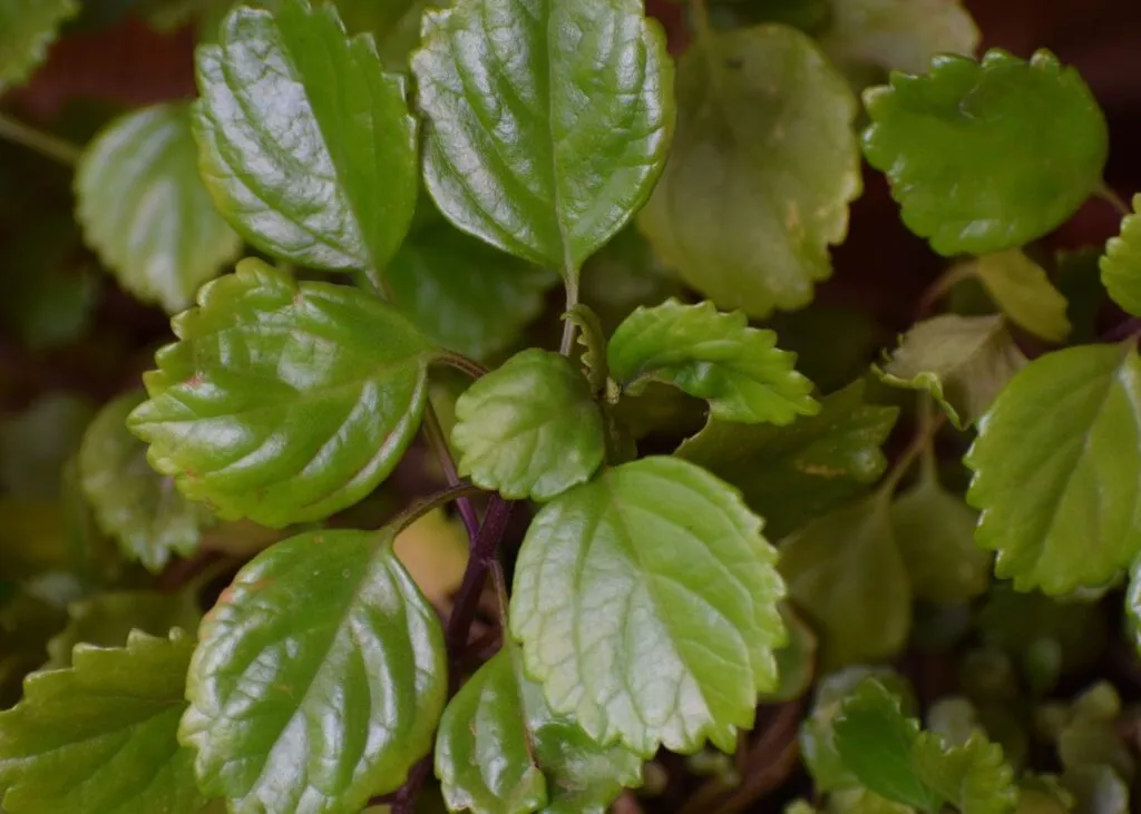 Cómo y cuándo podar la planta del dinero (Plectranthus verticillatus)