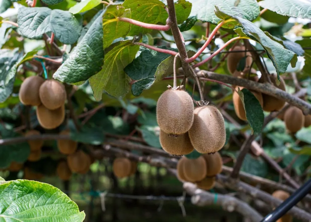Cómo y cuándo podar Kiwi