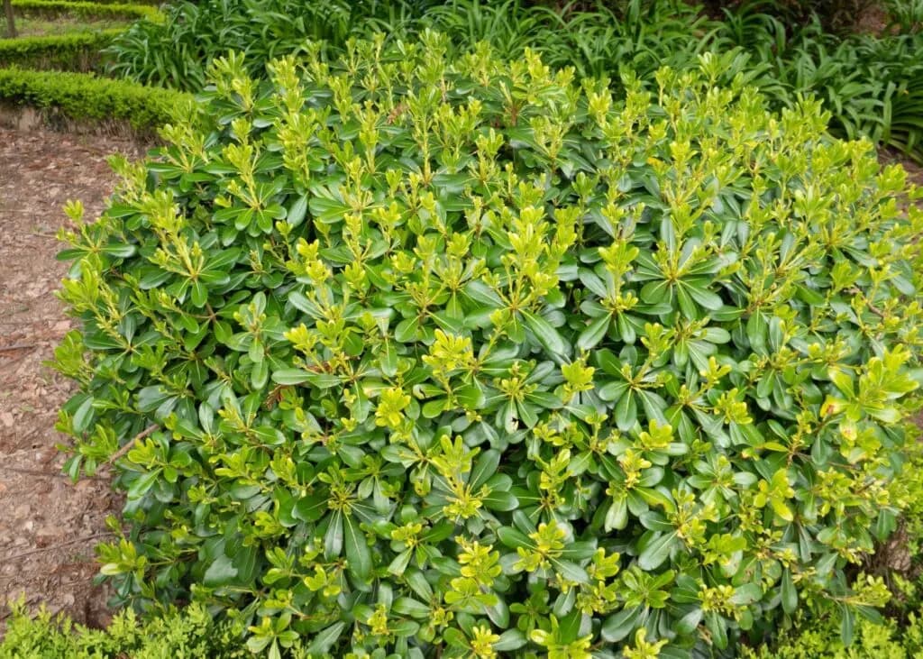 Cómo y cuándo podar un laurel