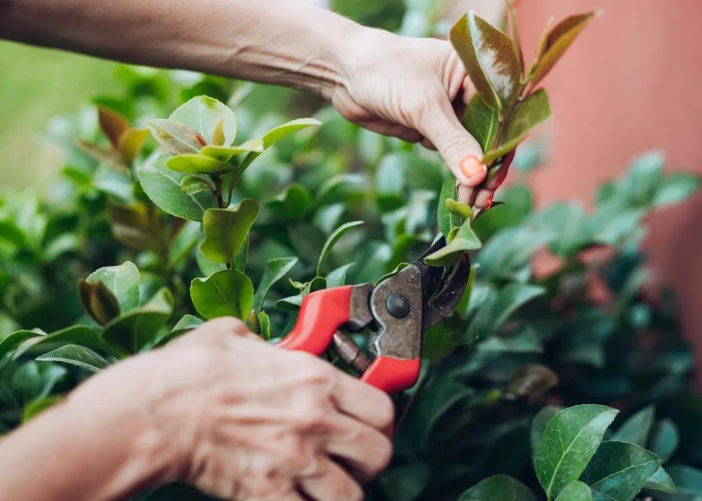 Cómo y cuándo podar las Camelias