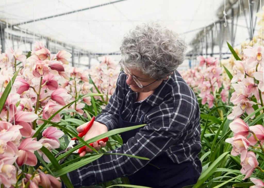 Cómo y cuándo podar orquídeas