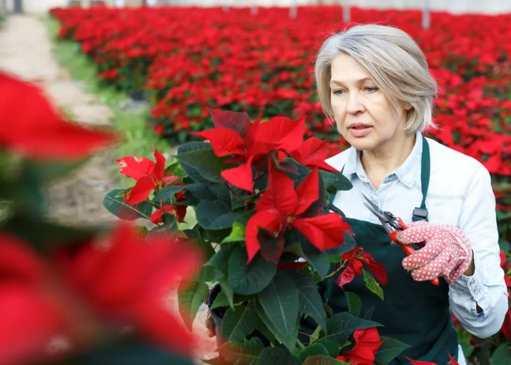 Cómo y cuándo podar Poinsettias