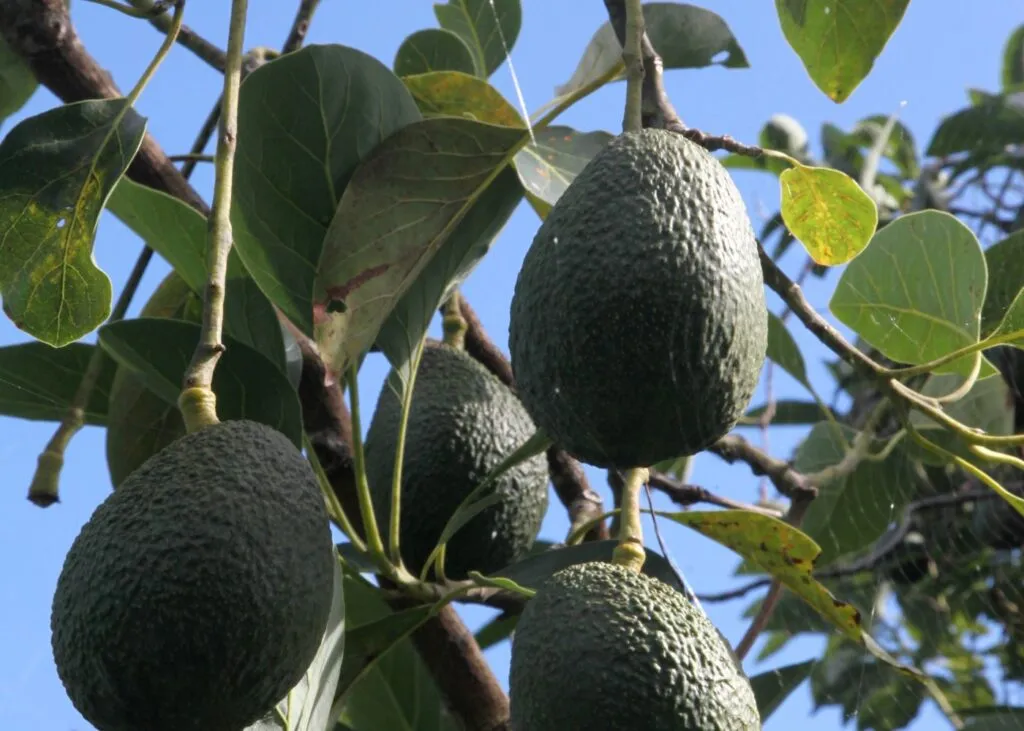 Cómo y cuándo podar el aguacate