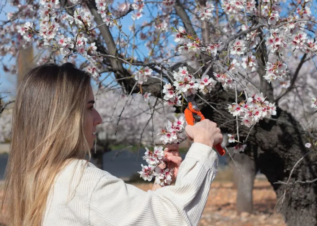 Cómo y cuándo podar almendros