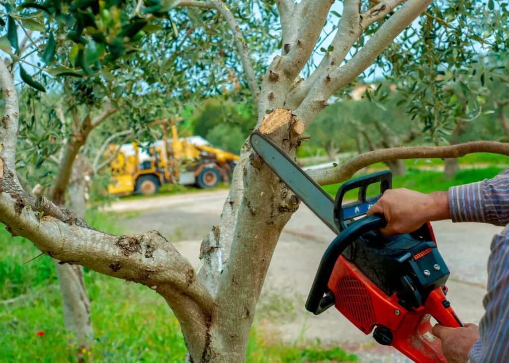 Cómo y cuándo podar los olivos