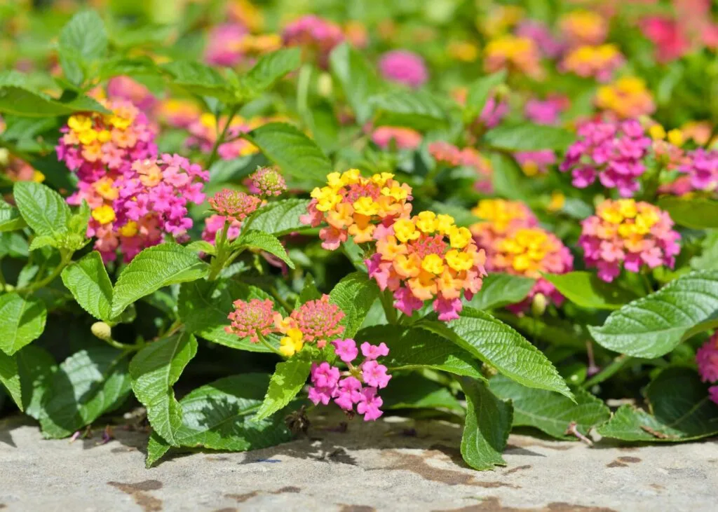 Lantana en flor, planta resistente a la sequía y al calor del verano