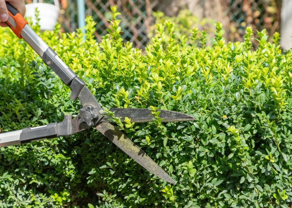 Recorte de un seto con tijeras de jardinería, una de las tareas de mantenimiento de septiembre