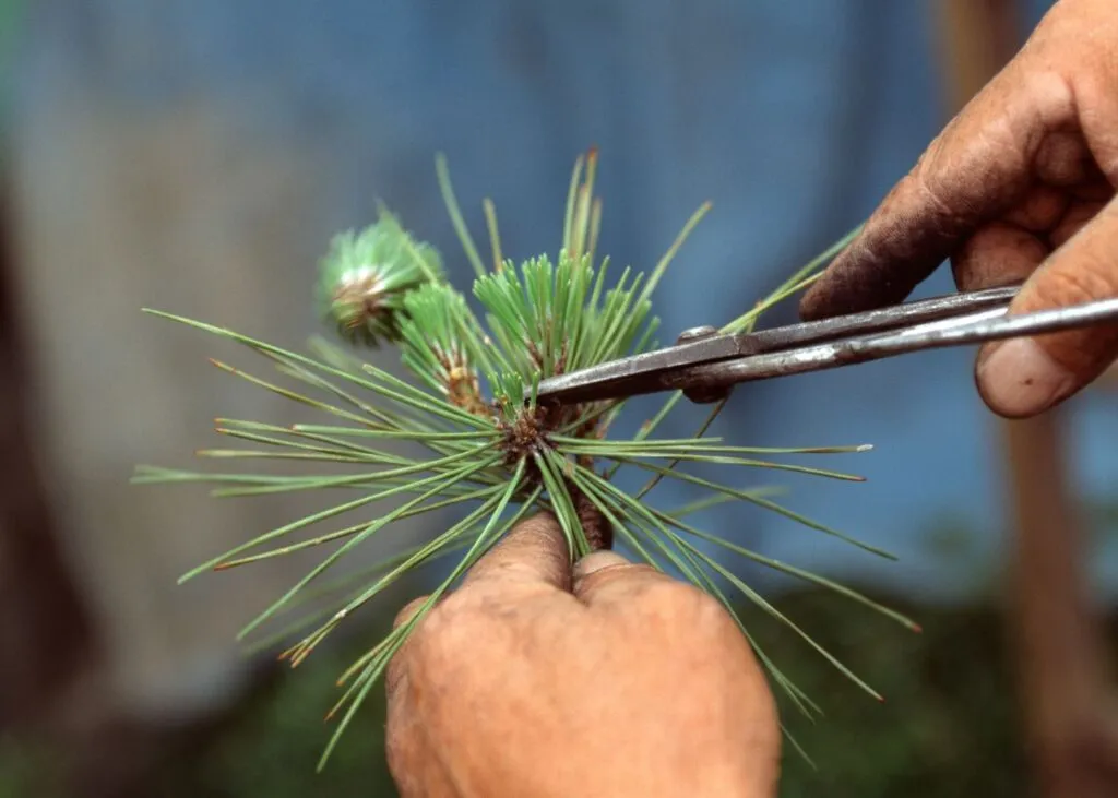 Jardinero profesional trabajando en poda de árbol